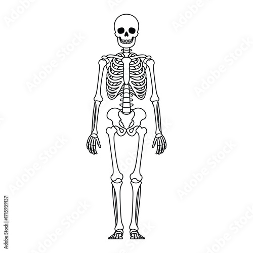 Human skeleton anatomy illustration scalable vector graphic eps file for medical and educational use silhouette vector illustration white background