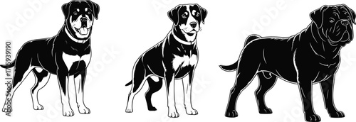 Dog breed illustration, black and white sketch, Rottweiler, Bernese Mountain Dog, Neapolitan Mastiff, standing pose, pet art, vector silhouette