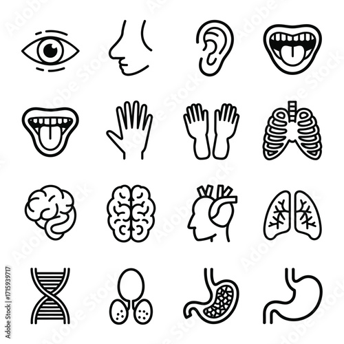 Collection of anatomical illustrations scalable vector graphics for medical and science applications silhouette vector illustration white background