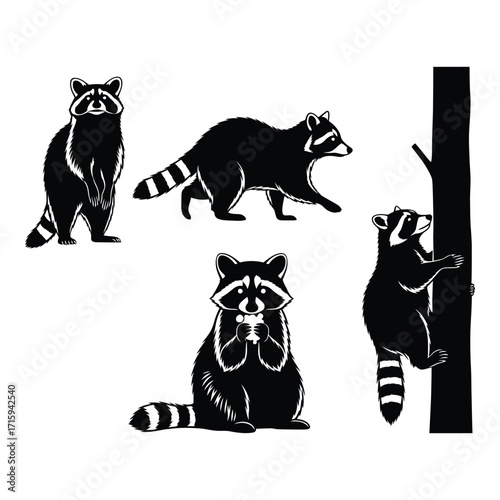 Charming raccoon poses collection for nature enthusiasts and wildlife art projects silhouette