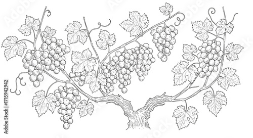 Intricate grapevine design with leaf and grape clusters