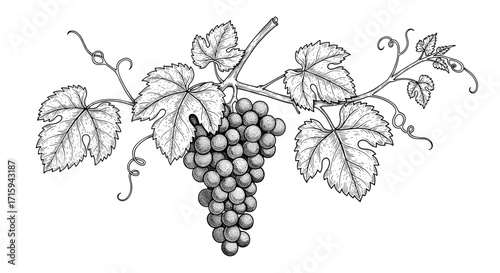 Intricate botanical drawing of grapes with detailed leaves and tendrils