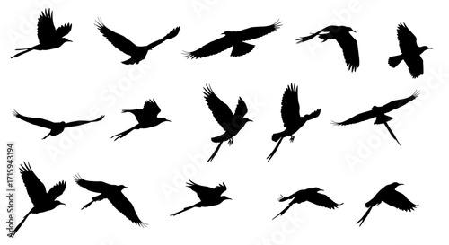 Silhouette birds in flight collection on white background