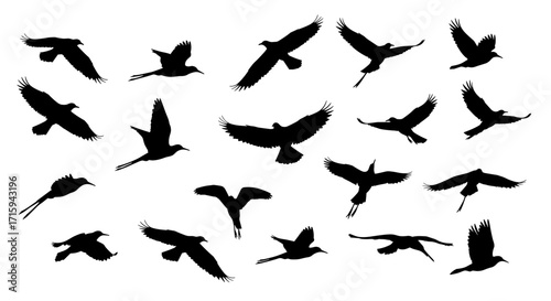 Silhouettes of birds in flight against white background