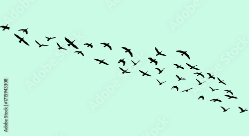 Silhouette of migrating birds in flight against pale green sky