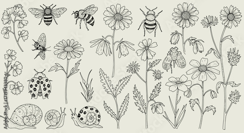 Hand drawn floral and insect collection featuring bees, snails, and ladybugs