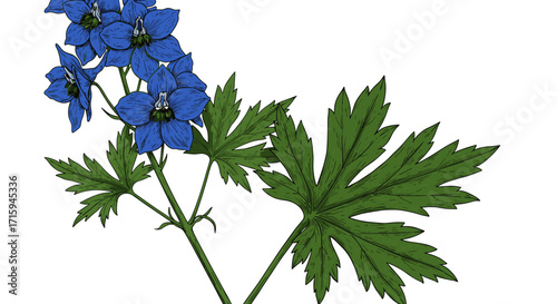 Detailed botanical art of blue delphinium flowers and green leaves
