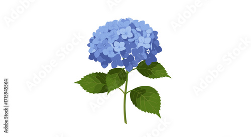 Realistic blue hydrangea flower with green leaves on white background