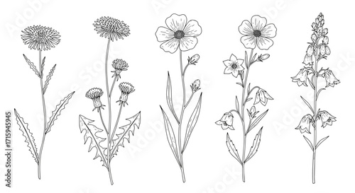 Elegant botanical line art of wildflowers for floral design inspiration