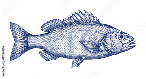 Detailed hand drawn fish art with intricate line patterns for marine lovers