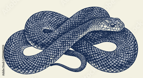 Detailed vintage snake design in classic engraving style