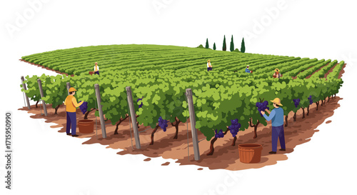 Workers harvesting grapes in vineyard with lush green rows