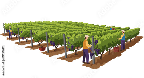 Vineyard workers harvesting grapes in a flat style grape farm scene