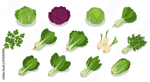 Fresh green and red cabbage variety with leafy vegetables in isometric style