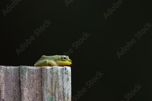 小さなアマガエル