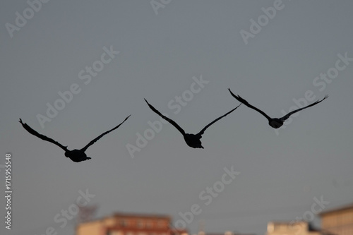 birds in flight