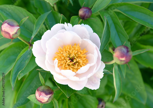 Paeonia mascula