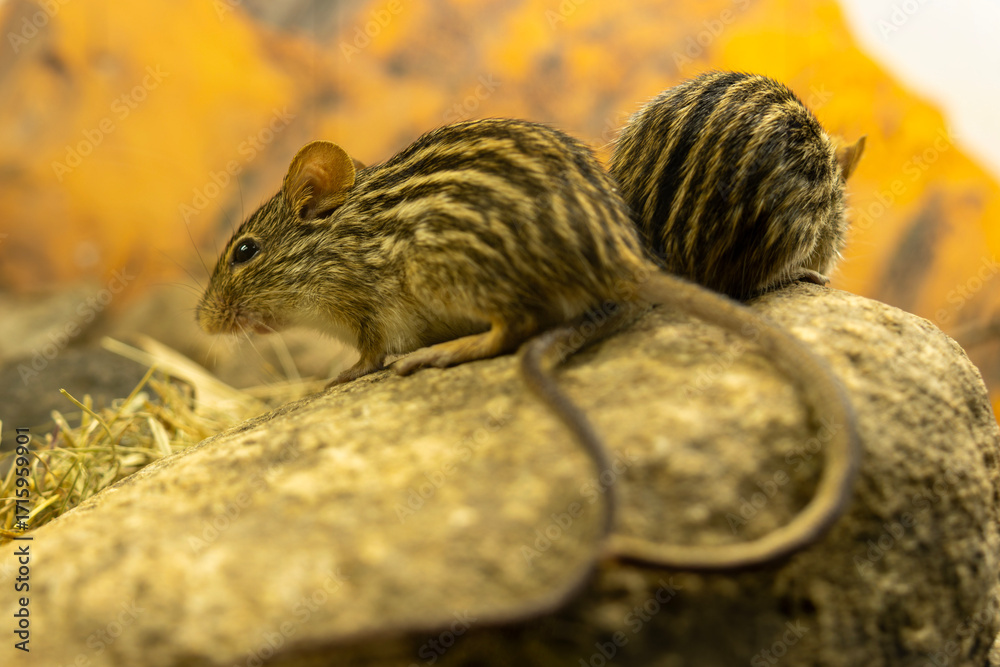 Obraz premium Barbary Striped Grass Mouse