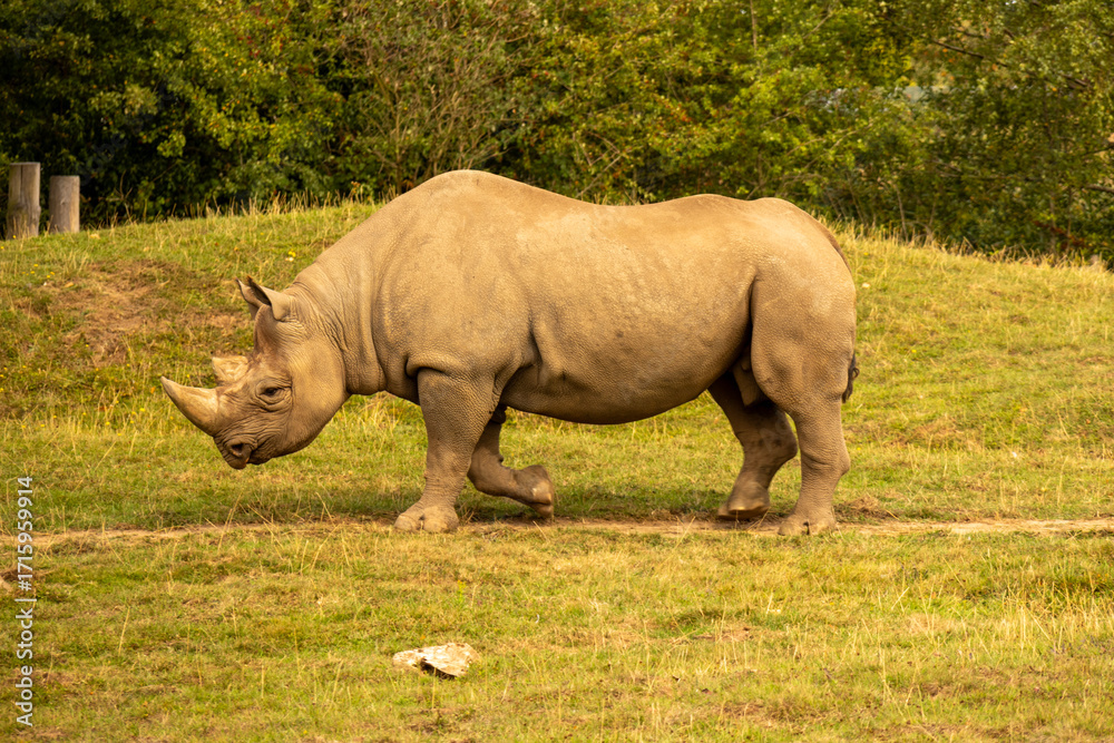 Fototapeta premium Rhinoceros