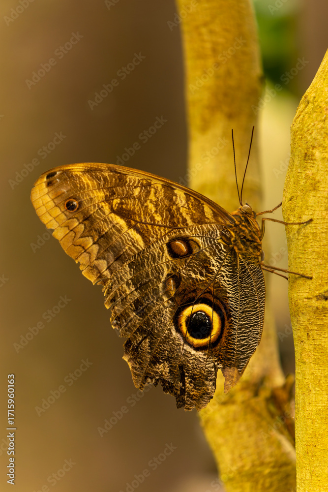 Fototapeta premium Giant Owl Butterfly