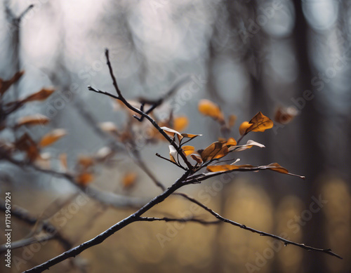 Autumn leaves on the tree
