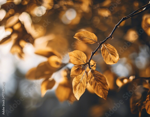 Autumn leaves on the tree