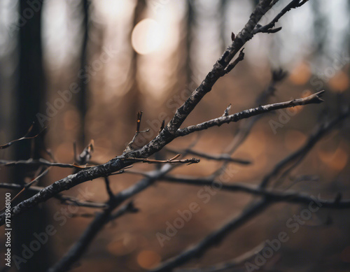 Autumn leaves on the tree