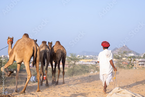 Portrait of rajasthani male in traditional white clothes with colourful turban at desert fair ground during the pushkar camel fair for trading camels.	