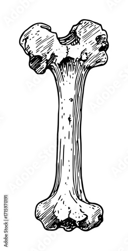 dog bone chew toy hand drawn illustration