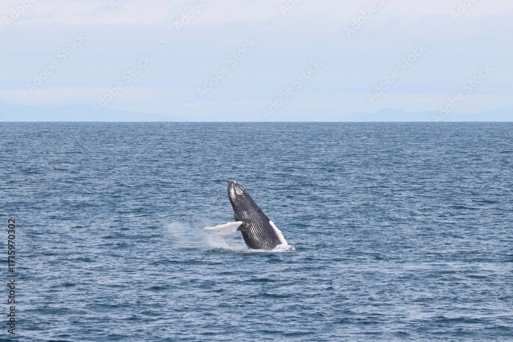 Fototapeta premium Beautiful Wale in the North Atlantic Ocean