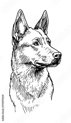 german shepherd portrait vertical sketch