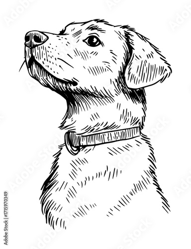 labrador retriever with collar line drawing