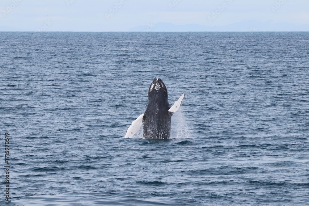 Fototapeta premium Beautiful Wale in the North Atlantic Ocean