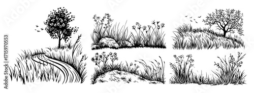 grass and meadow plant collection drawing
