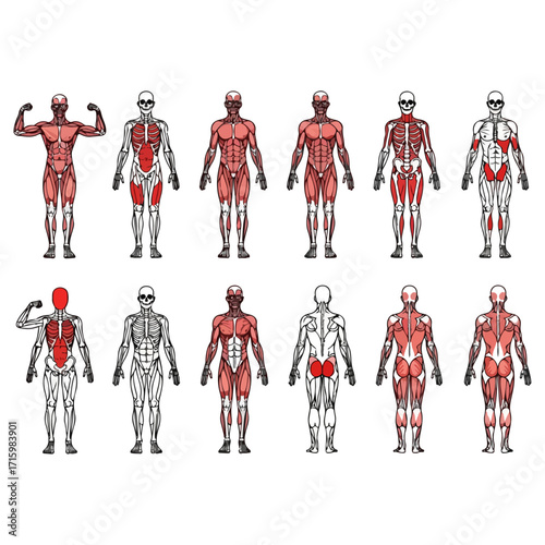 Human anatomy muscle groups and skeletal system illustration.