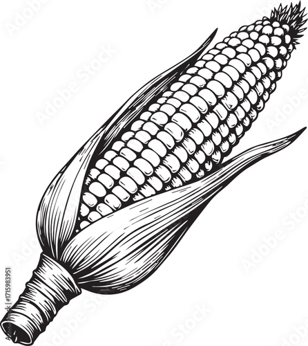 Corn Illustration: An intricately detailed black and white illustration of a corn on the cob, showcasing the texture of the kernels and husks, in a realistic botanical illustration.