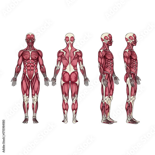 Human Muscular System Anatomy Illustration Showing Muscles.