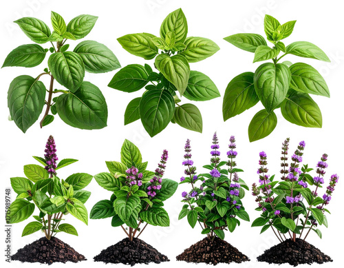  Thai Basil and Patchouli Plant Blooming Vibrantly on Transparent Background