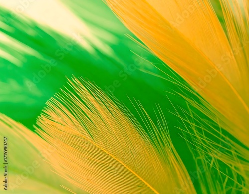 Vibrant feather close-up
