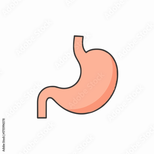 Human Stomach Flat Vector Illustration Isolated on White Background