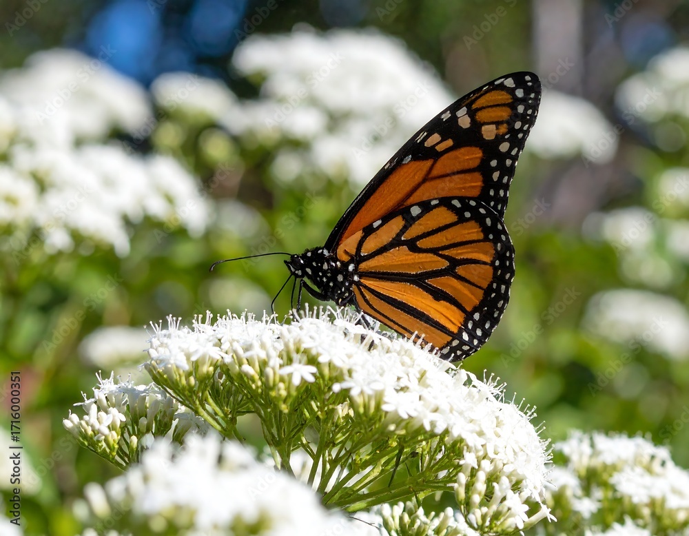 Fototapeta premium Monarch butterfly on a cluster of white flowers