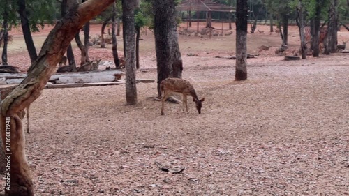 A Deer in National Park – Anagodu Davangere, Karnataka Wildlife Footage