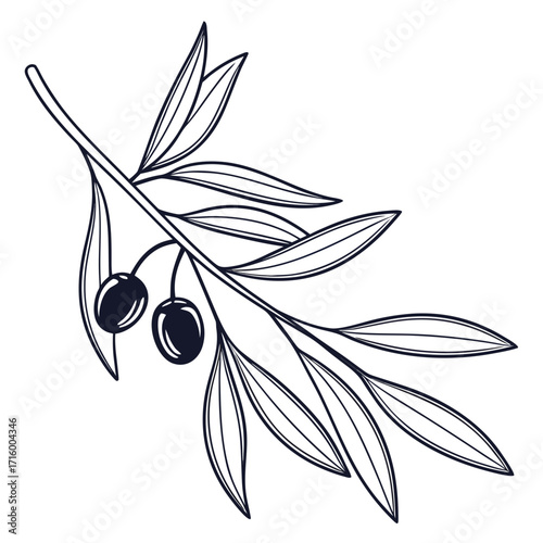 Elegant line art illustration of an olive branch with two dark olives and delicate leaves on a white background
