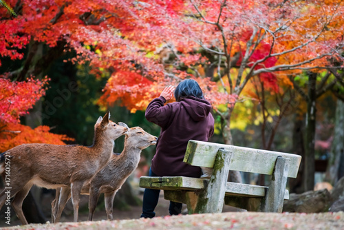 tourist woman say no to feed biscuit to deers in Nara fall park