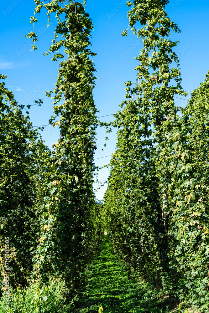 Fototapeta premium Hopfengarten