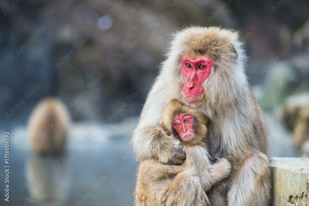 Naklejka premium Japanese Snow monkey cuddle at Jigokudani Park, Yamanouchi