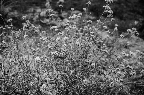 Photography black and white plants