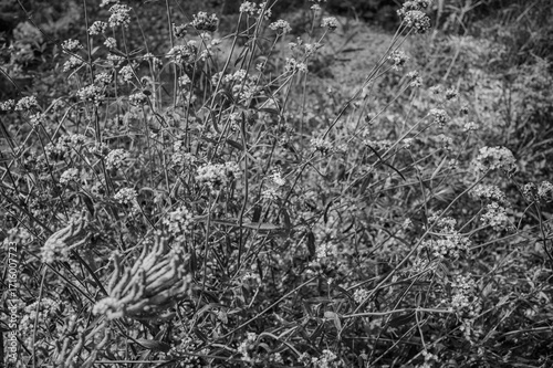 Photography grass in the snow