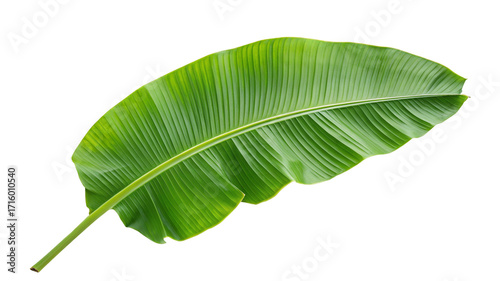 Large banana leaf closeup isolated on black background showing vibrant green colors and texture