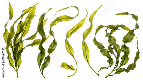 Fresh green kelp floating isolated on black background for natural underwater sea life aesthetic